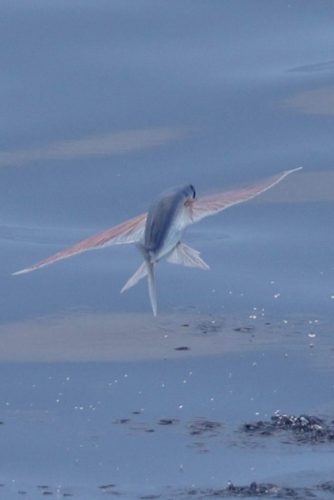 flying-fish